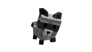 Racoon